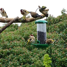 Oiseaux mangeoire CREF