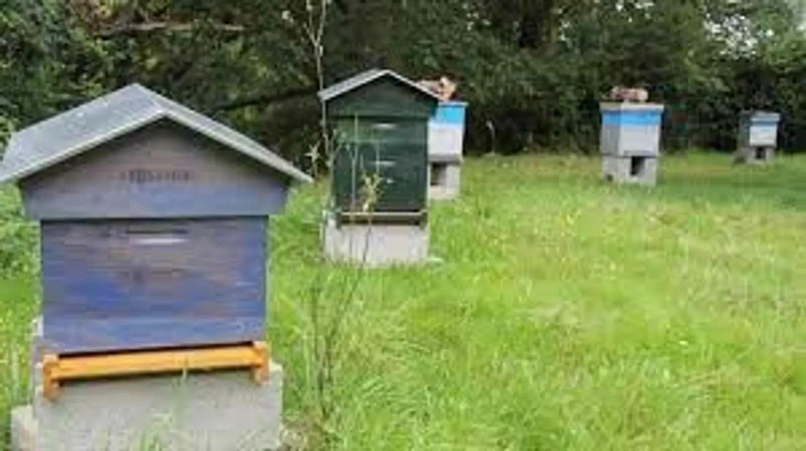 Rucher pédagogique du potier